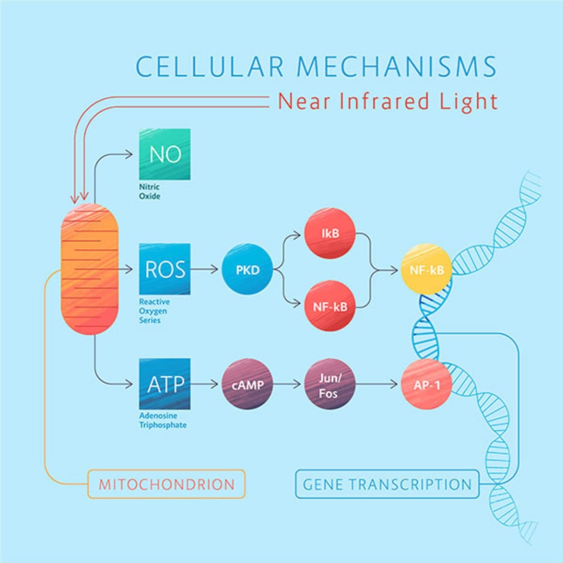 What Is Photobiomodulation? | Natural Quanta Wellness Center